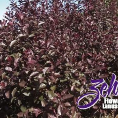 Prunus x cistena