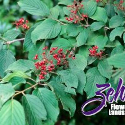 Viburnum plicatum 'Mariesii'