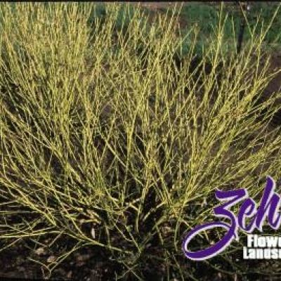 Cornus alba 'Bud's Yellow'