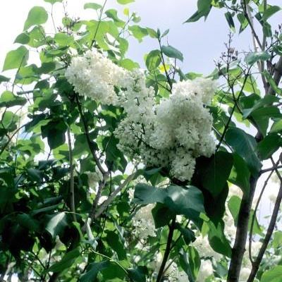 Syringa vulgaris 'Miss Ellen Willmott'