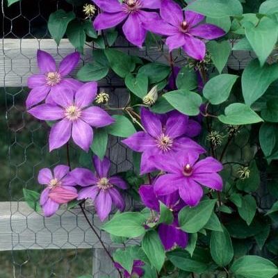 Clematis 'Elsa Spath'