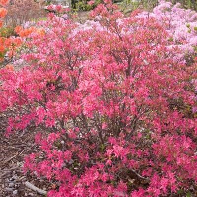 Rhododendron 'Rosy Lights'
