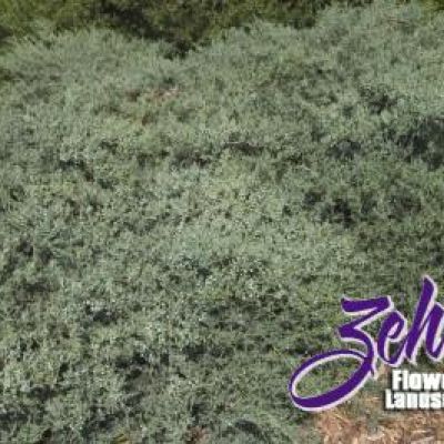 Juniperus Virginiana 'Grey Owl'