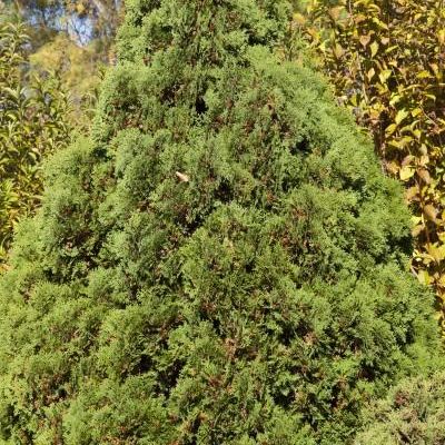 Thuja Occidentalis 'Holmstrup'