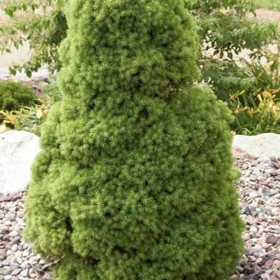 Picea Glauca