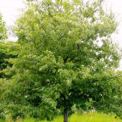 Quercus Ellipsoidalis