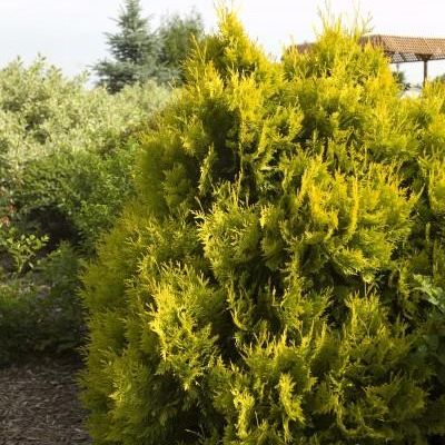 Thuja Occidentalis 'Sunkist'