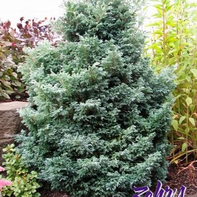 Chamaecyparis pisifera 'Baby Blue'