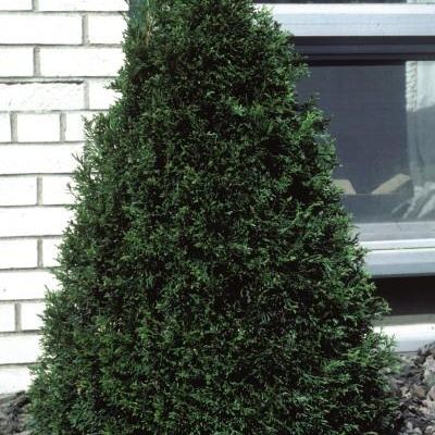 Thuja occidentalis 'Emera