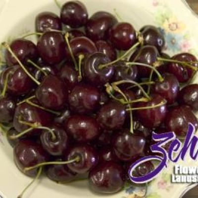 Prunus 'Black Tartarian'