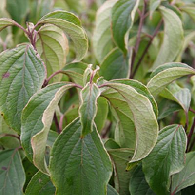 Cornus sericea 'Kelseyi'