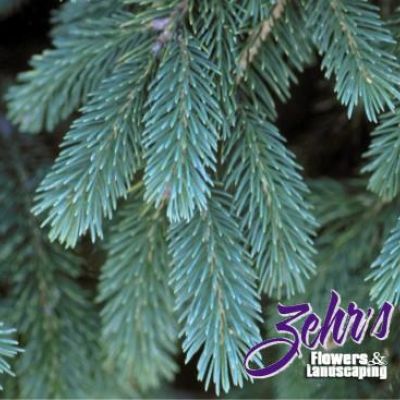 Picea Glauca