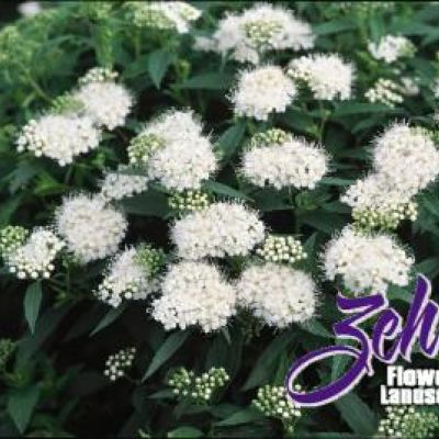 Spiraea albiflora
