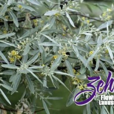 Elaeagnus angustifolia