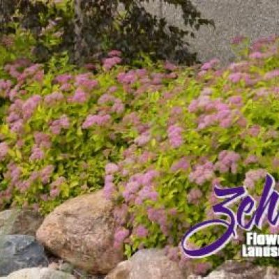 Spiraea japonica 'Lisp'