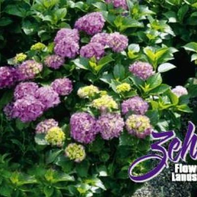 Hydrangea macrophylla 'Glowing Embers'