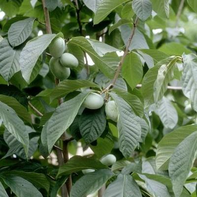 Asimina Triloba