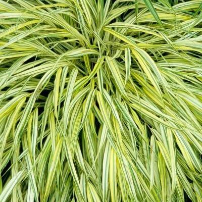 Hakonechloa macra 'Aureola'