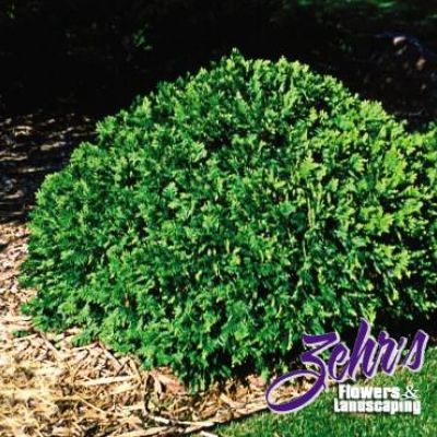 Thuja occidentalis 'Woodwardi'