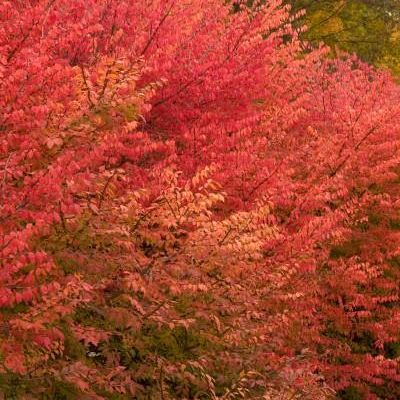 Euonymus alatus