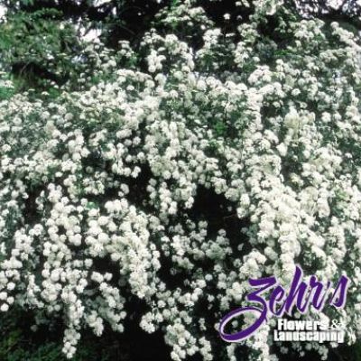Spiraea prunifolia