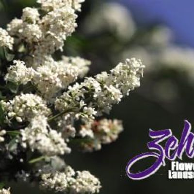 Ligustrum vulgare 'Cheyenne'