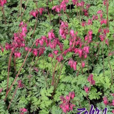 Dicentra eximia 'Luxuriant'