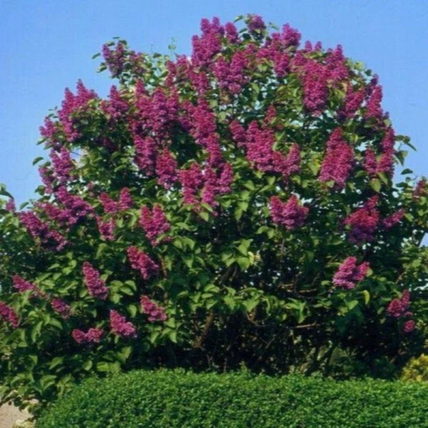 Lilac ‘charles jolly’