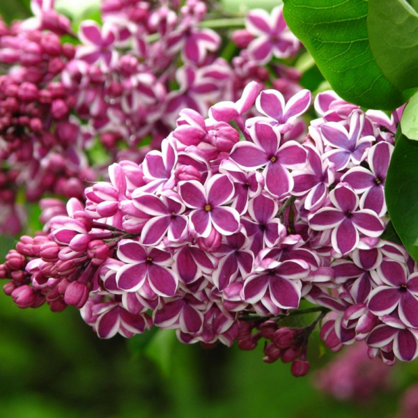 Lilac ‘sensation’