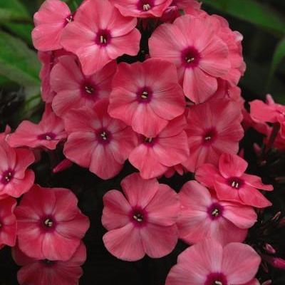 Phlox paniculata 'Ditomdre' PP20,907