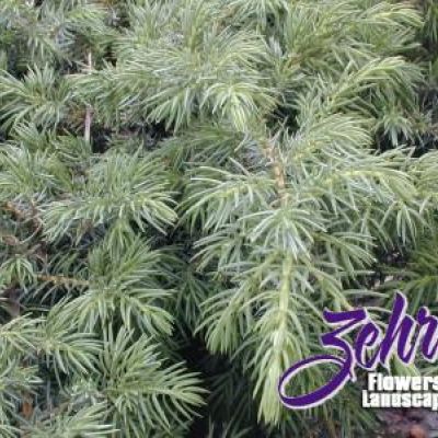 Juniperus Communis var. Depressa 'ReeDak