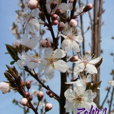 Prunus x Cerasifera 'Cripoizam'