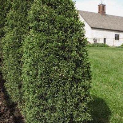Juniperus Virginiana 'Taylor'