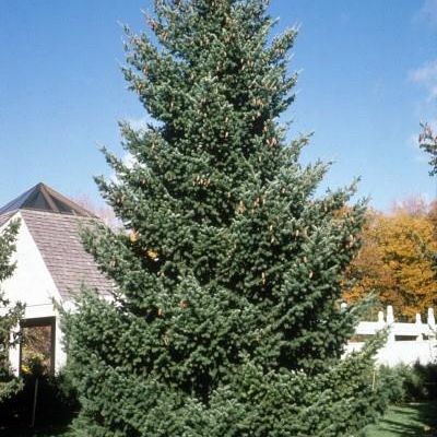 Pseudotsuga Menziesii