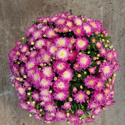 Chrysanthemum spp.