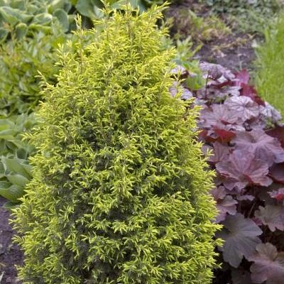 Juniperus Communis 'Gold Cone'