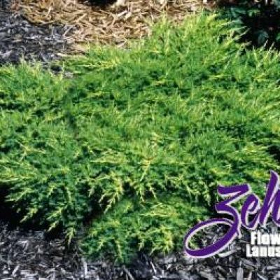 Juniperus × Pfitzeriana