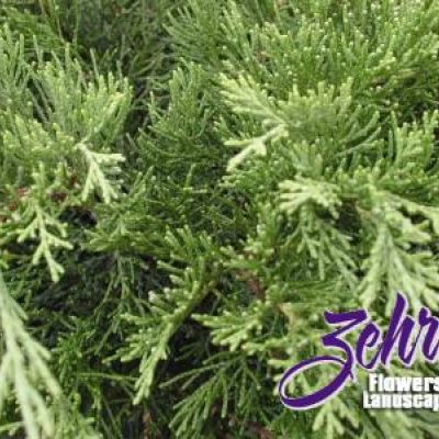 Juniperus sabina 'Arcadia'