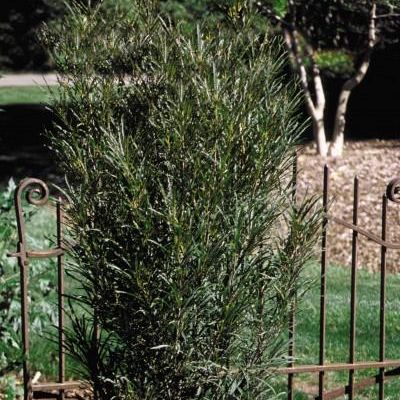 Rhamnus frangula 'Ron Williams' PP14,791