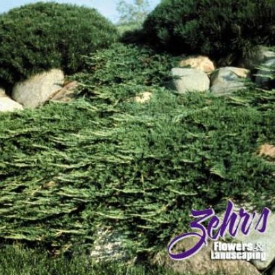 Juniperus Horizontalis 'Prince of Wales'