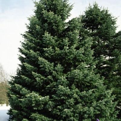 Abies Concolor
