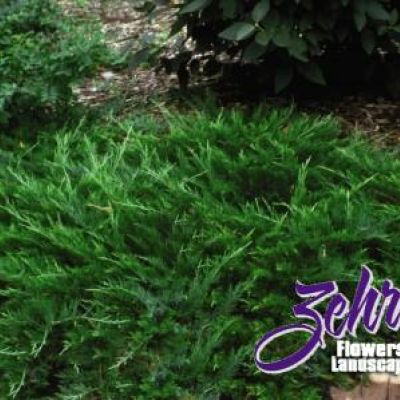 Juniperus Sabina