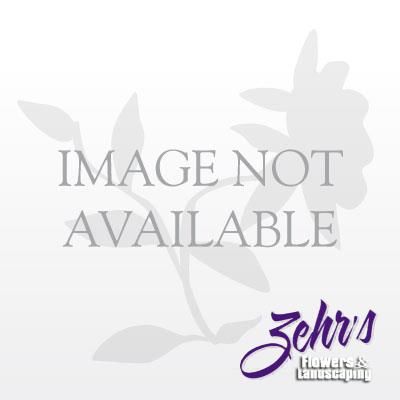 Magnolia Virginiana 'Northern Belle'