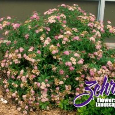 Spiraea x bumalda 'Gumball'