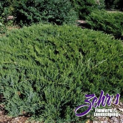 Juniperus Sabina