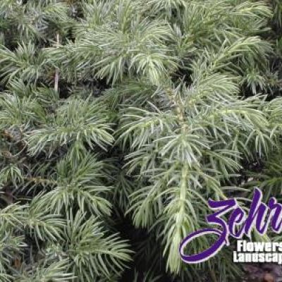 Juniperus Communis var. Depressa 'AmiDak'
